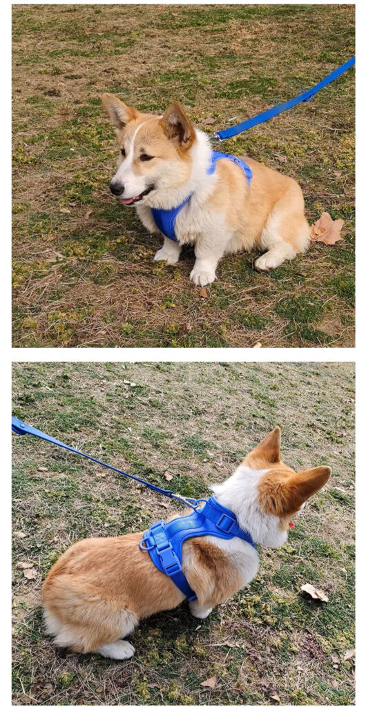 Correa y pechera Canina